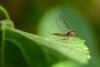 Baetis sp.
